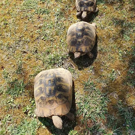 Sasha Apartment Pula